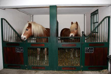 Haflinger Pferde Haflinger Pferde